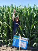 用效果说话 | 2021年绿丰肥业运营中心玉米示范田调研全面展开