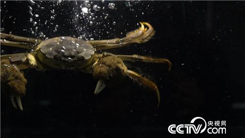 [致富经]巧借力 他让水上 水中 水底都赚钱 20190131 